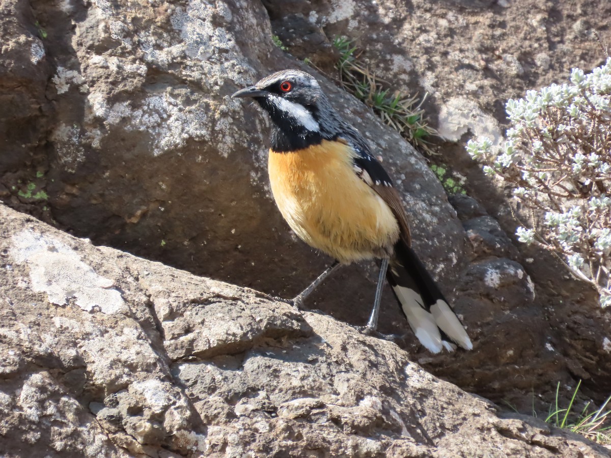 Drakensberg Rockjumper - ML643542315