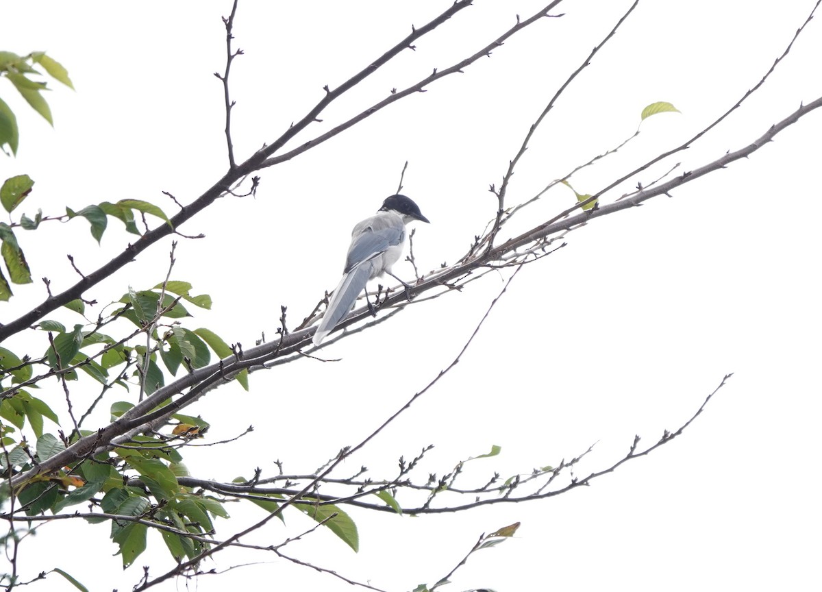 Azure-winged Magpie - ML643542330