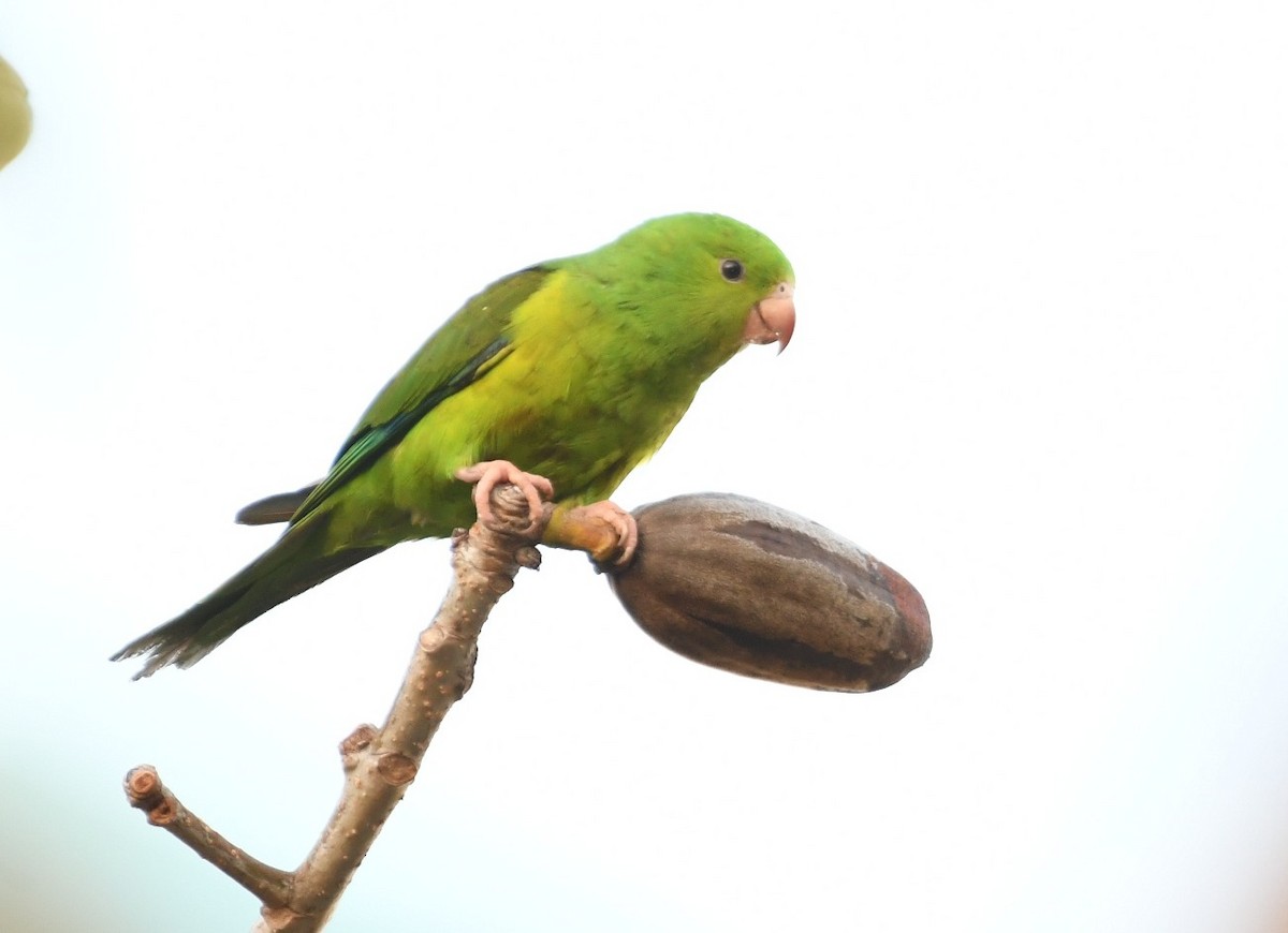Plain Parakeet - ML643542335