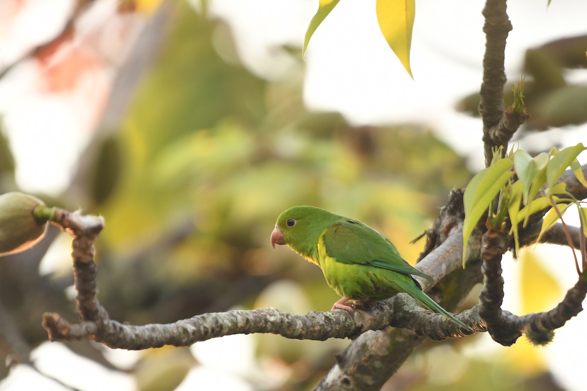 Plain Parakeet - ML643542344