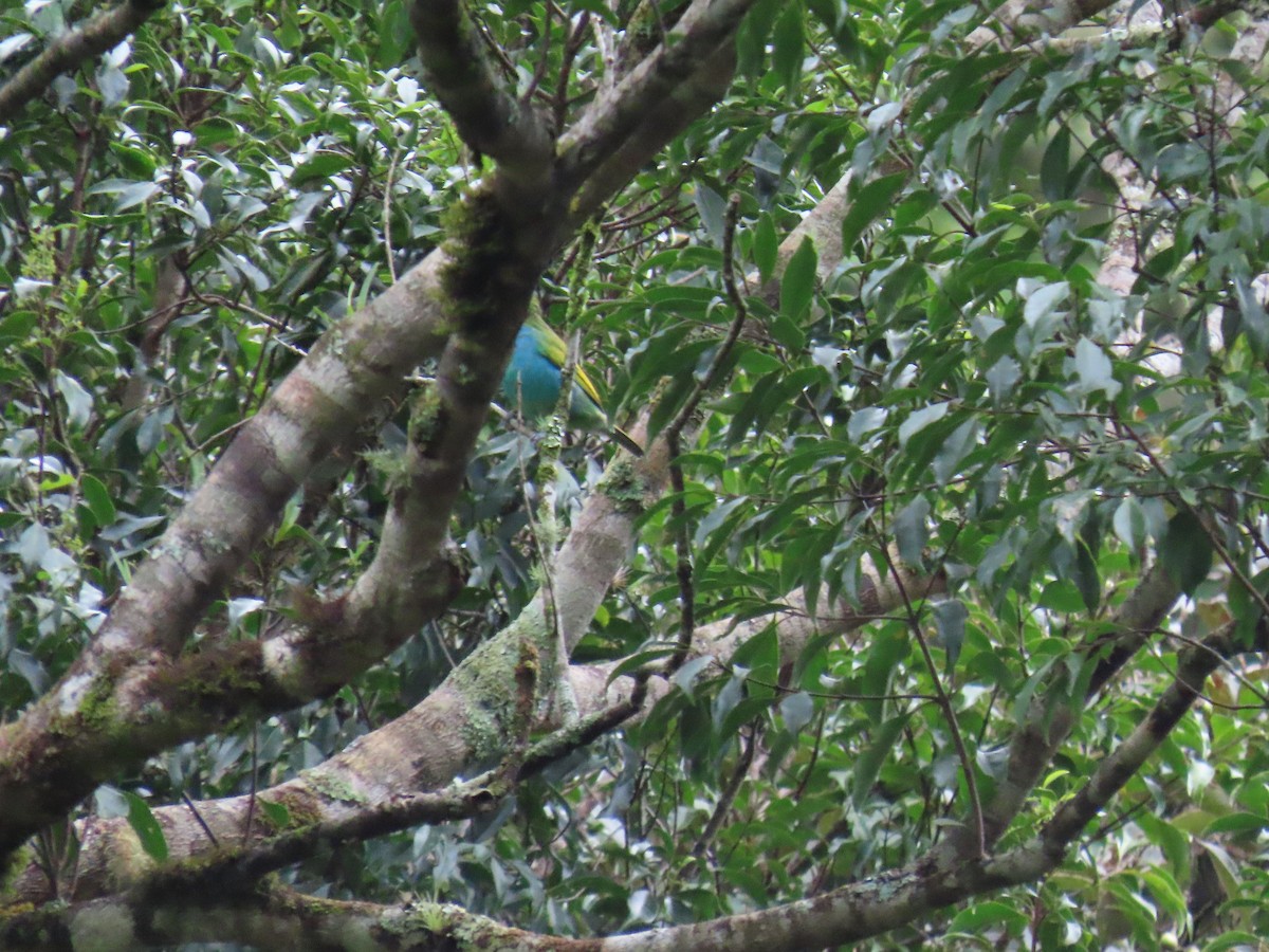 Bay-headed Tanager (Bay-and-blue) - ML643542345