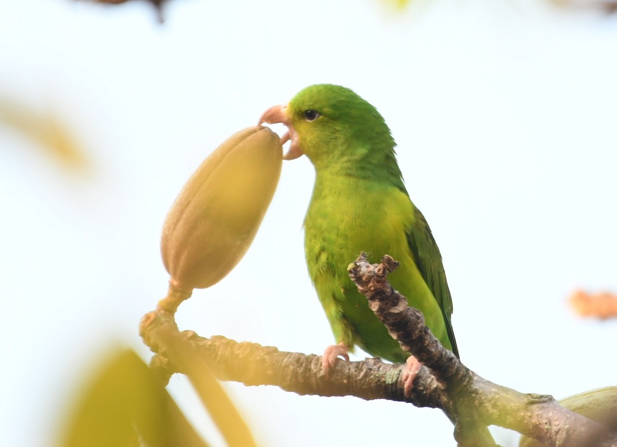 Plain Parakeet - ML643542373