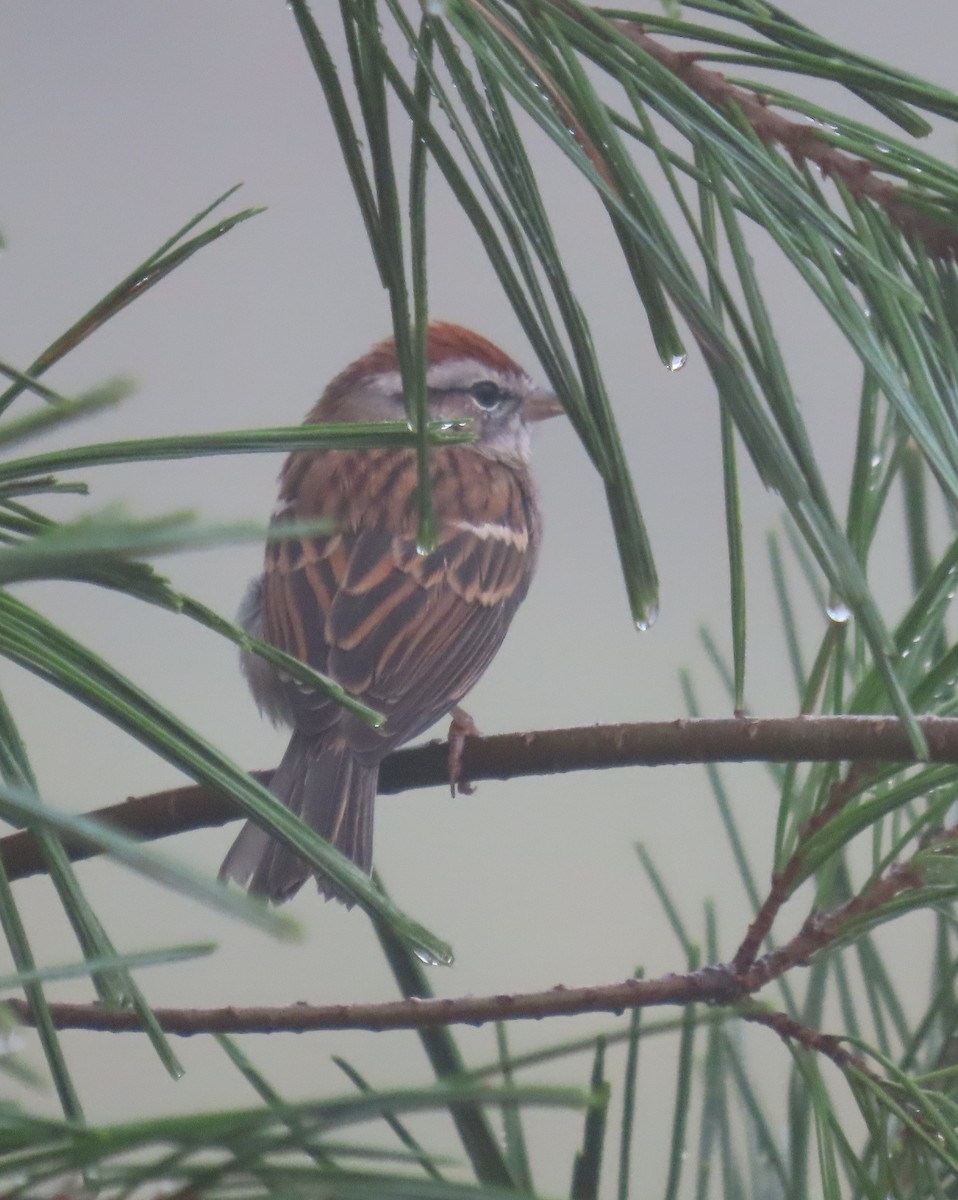 Chipping Sparrow - ML643542376