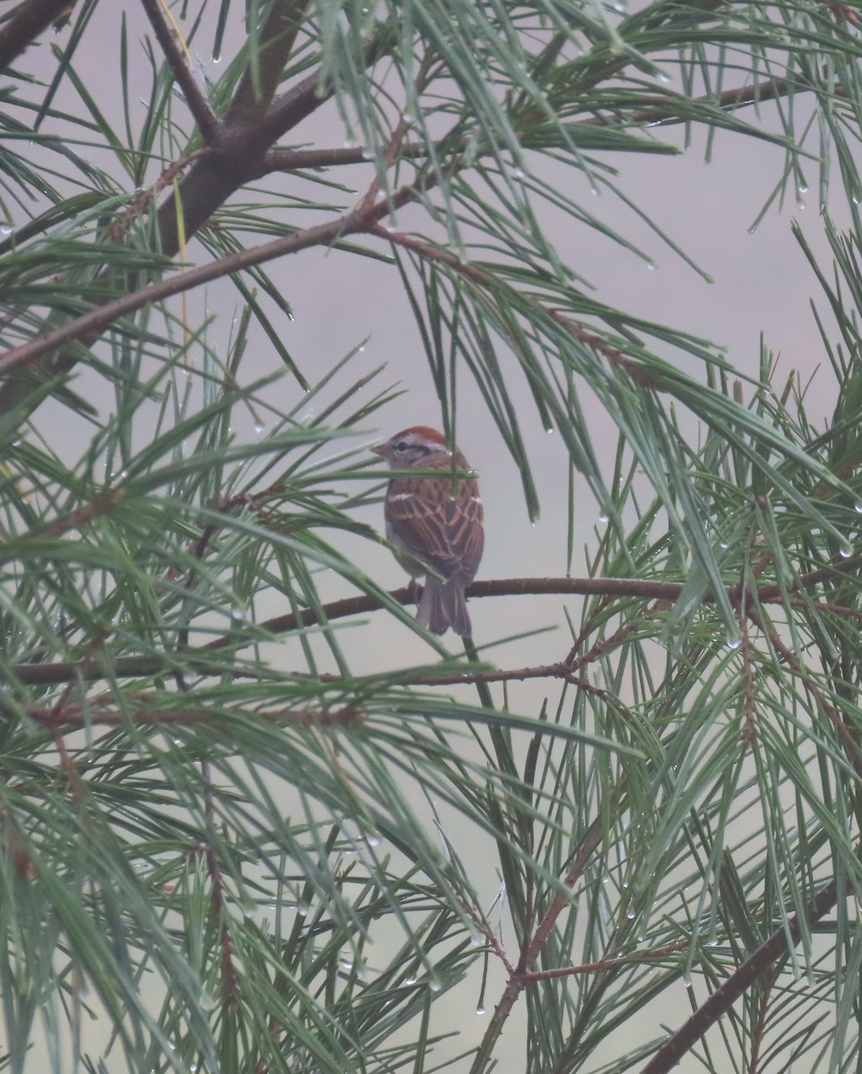 Chipping Sparrow - ML643542377