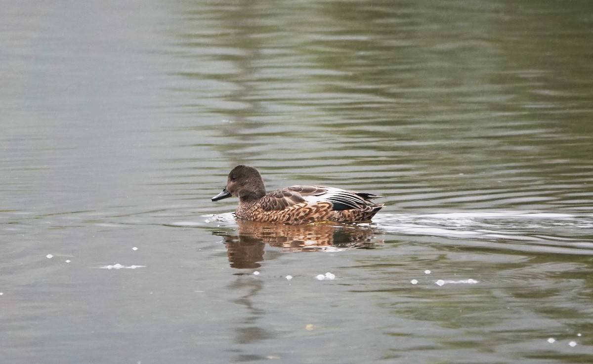 Falcated Duck - ML643542383