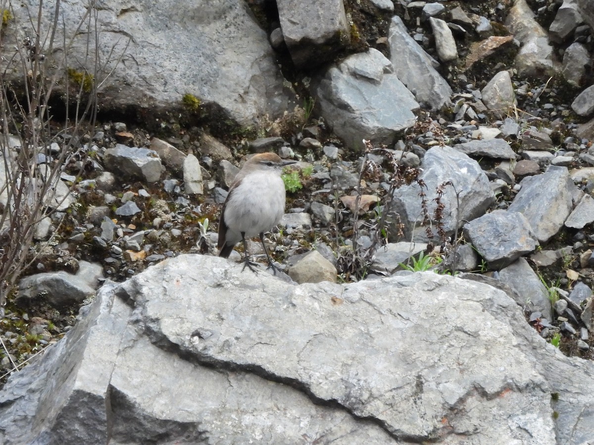 White-browed Ground-Tyrant - ML643542386