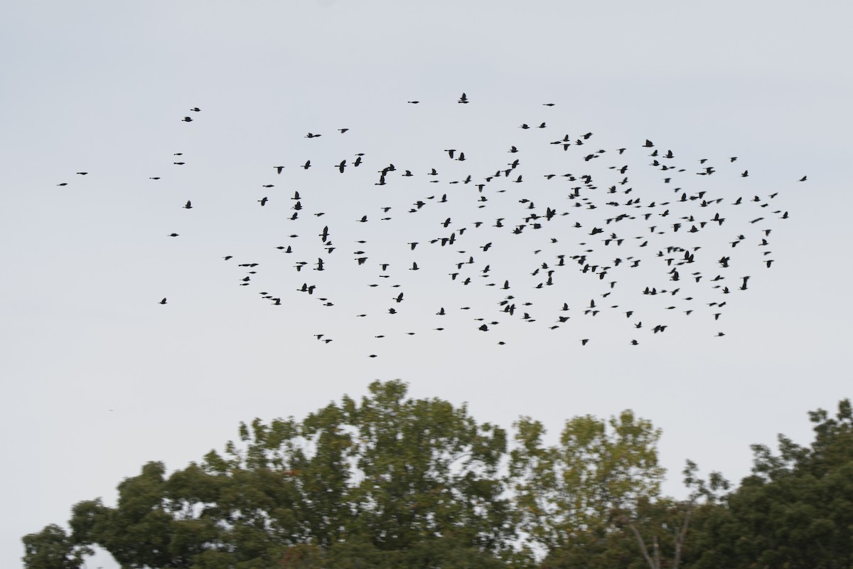 blackbird sp. - ML643542393