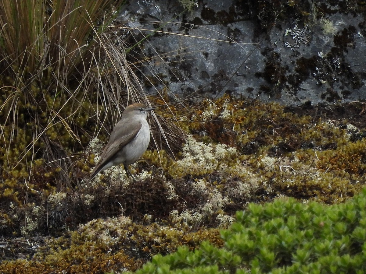 White-browed Ground-Tyrant - ML643542406