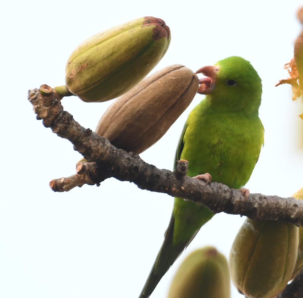 Plain Parakeet - ML643542421