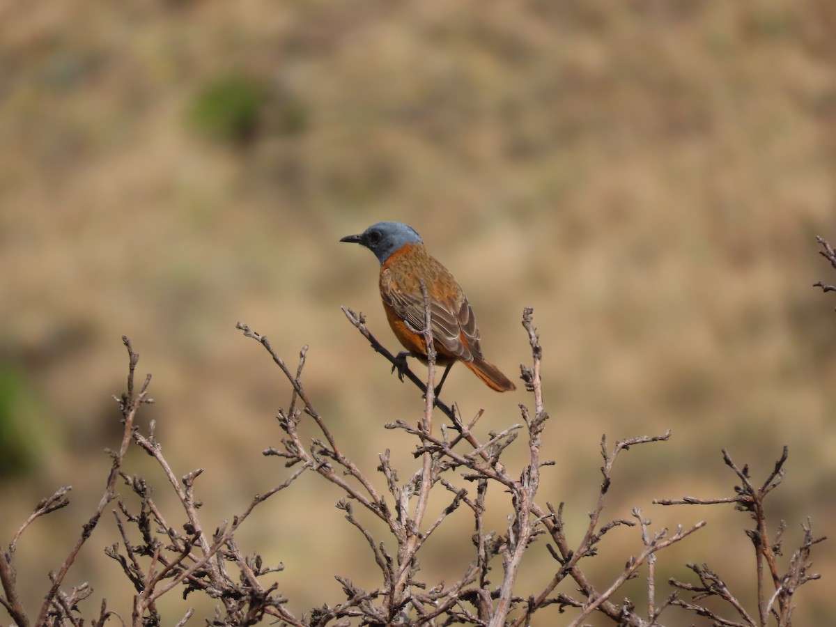Cape Rock-Thrush - ML643542451