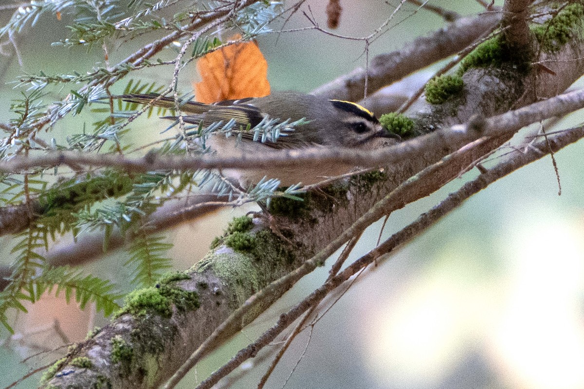 Golden-crowned Kinglet - ML643542452