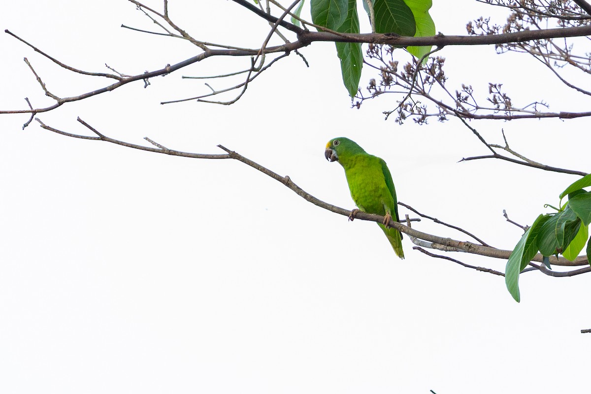 Tui Parakeet - ML643542459