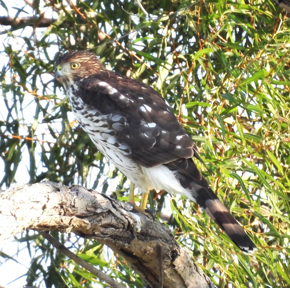 Cooper's Hawk - ML643542464