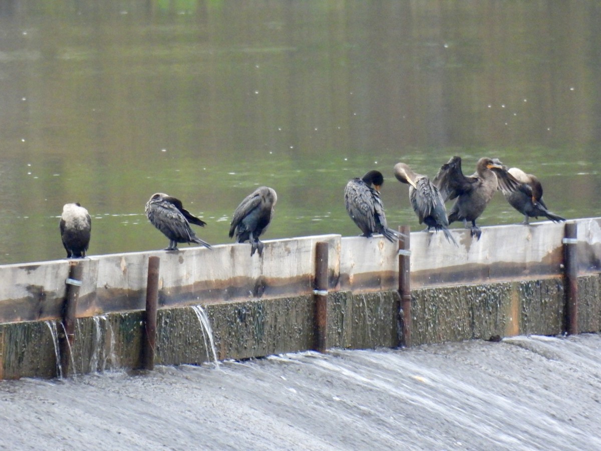 Double-crested Cormorant - ML643542468