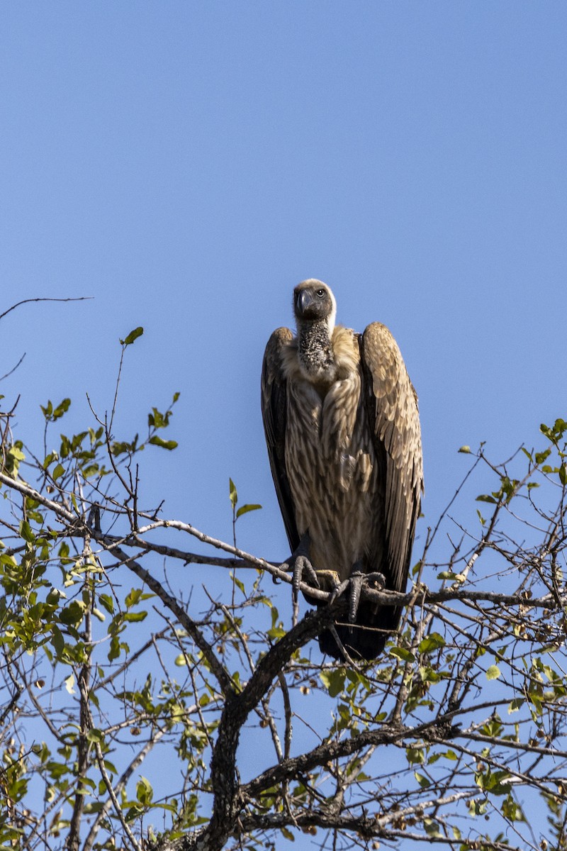 White-backed Vulture - ML643542473