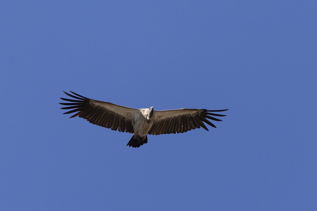 White-backed Vulture - ML643542474