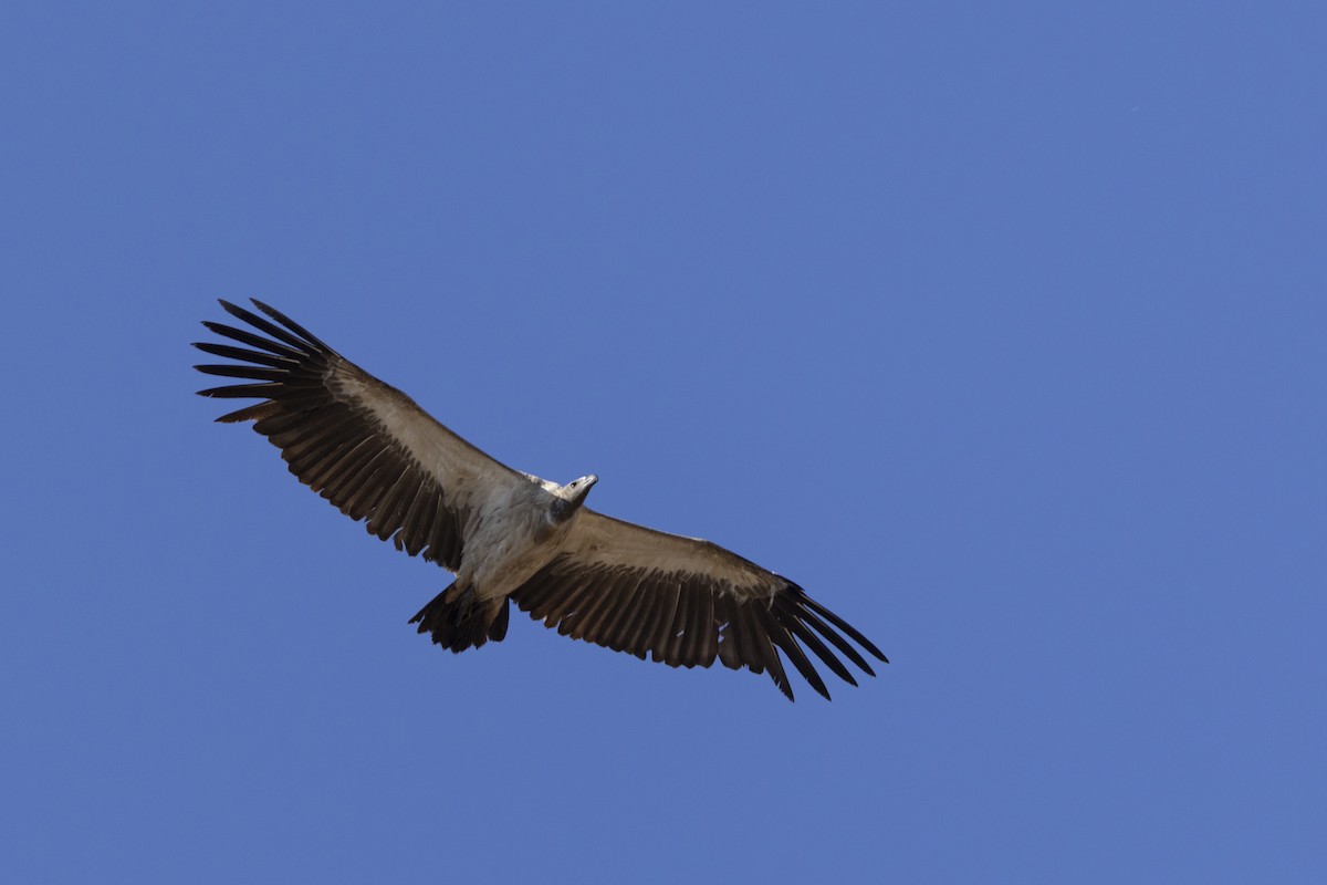 White-backed Vulture - ML643542475