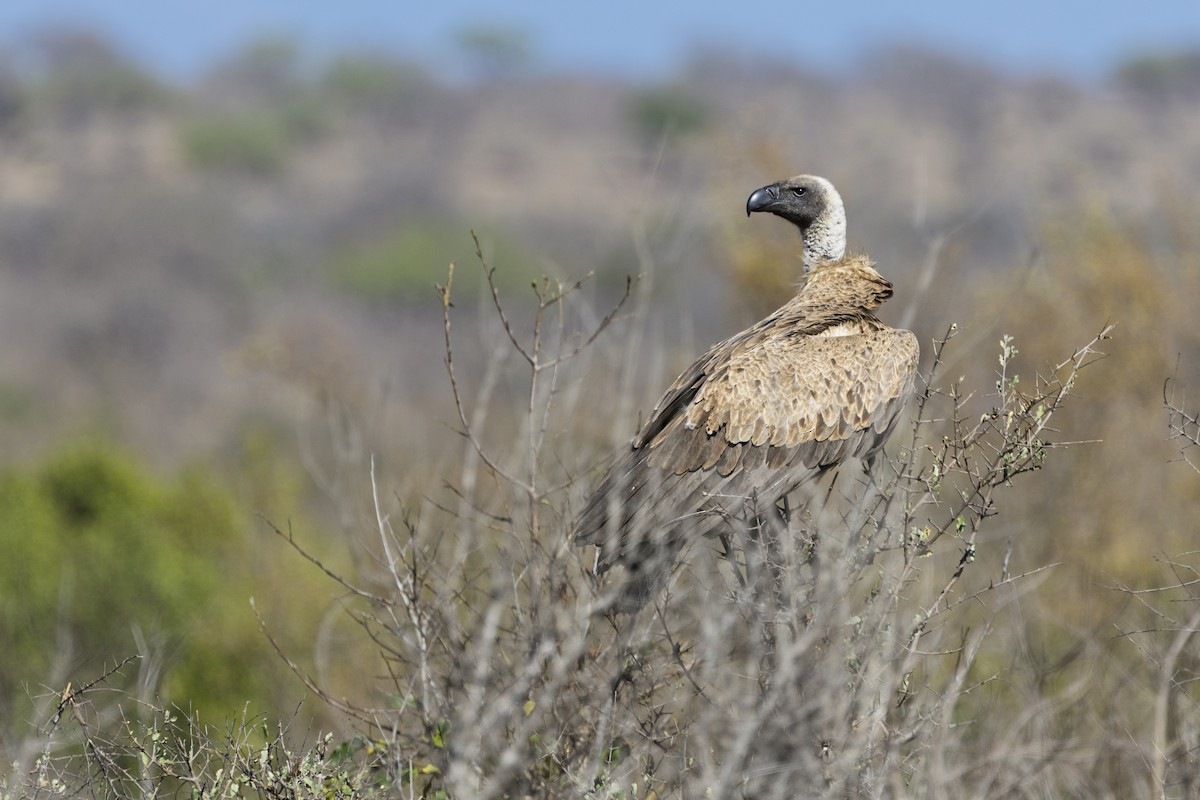 White-backed Vulture - ML643542476