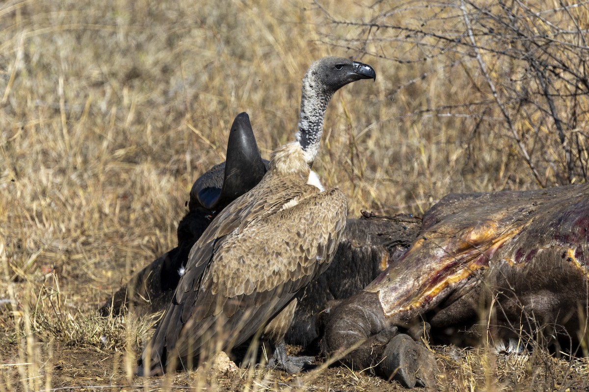 White-backed Vulture - ML643542477