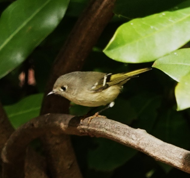 Ruby-crowned Kinglet - ML643542480