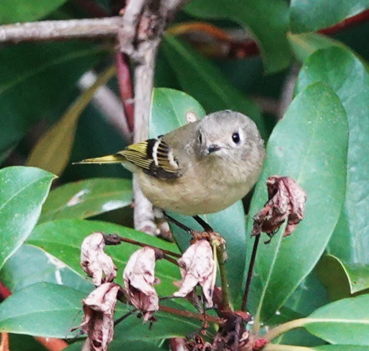 Ruby-crowned Kinglet - ML643542481