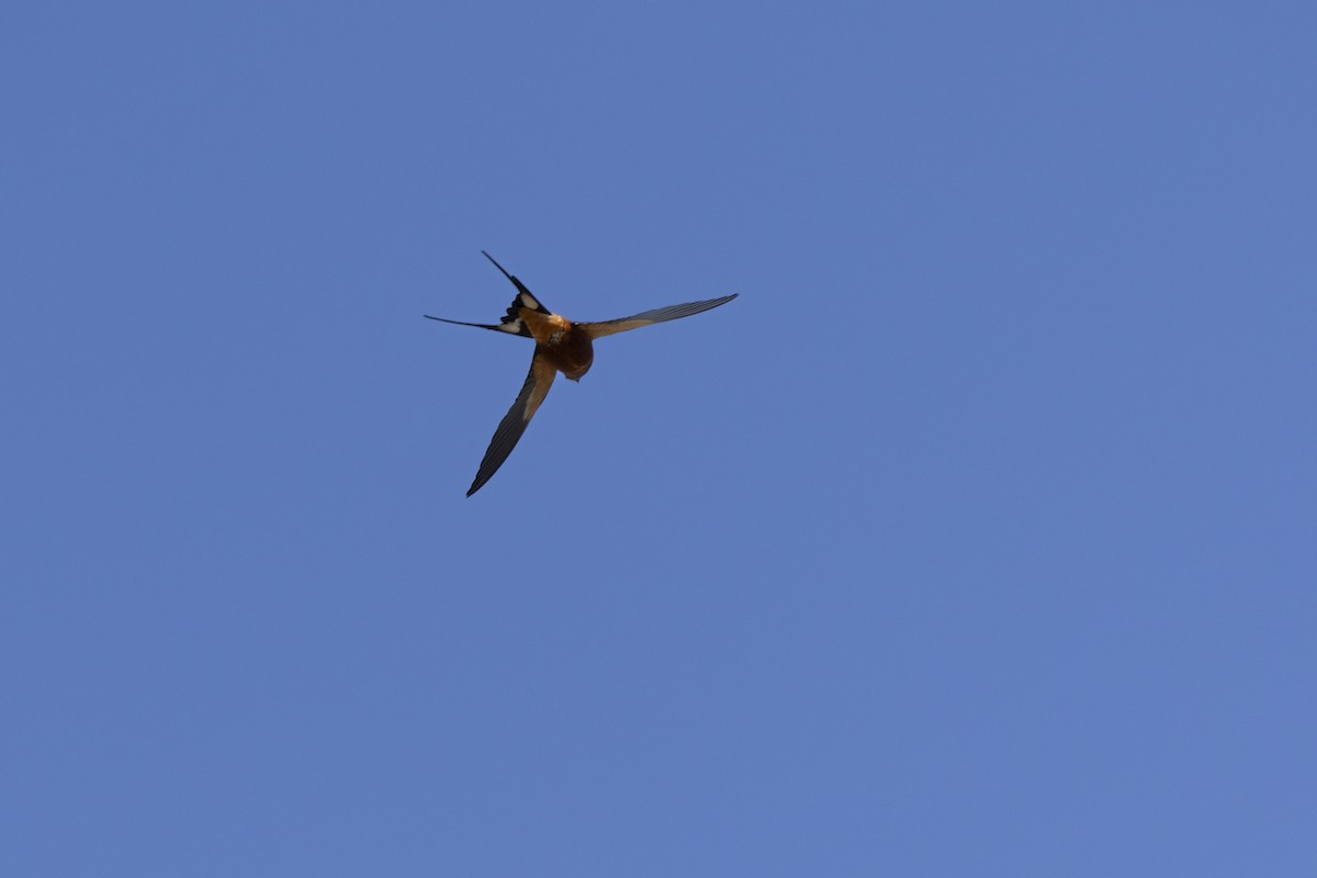 Mosque Swallow - ML643542497