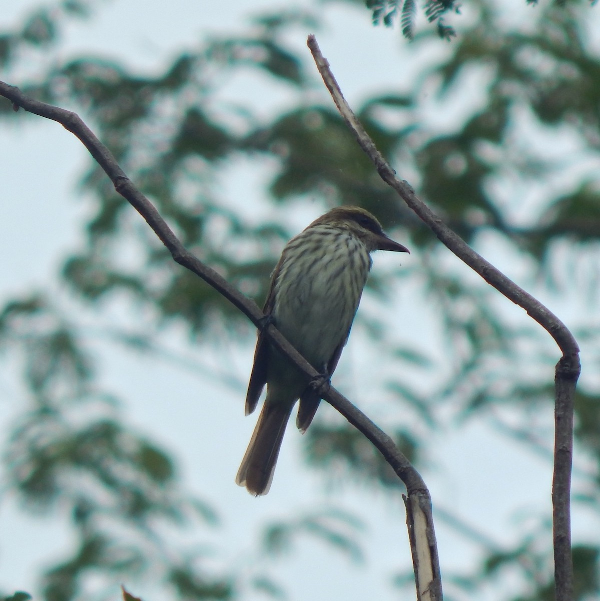Streaked Flycatcher - ML643542513