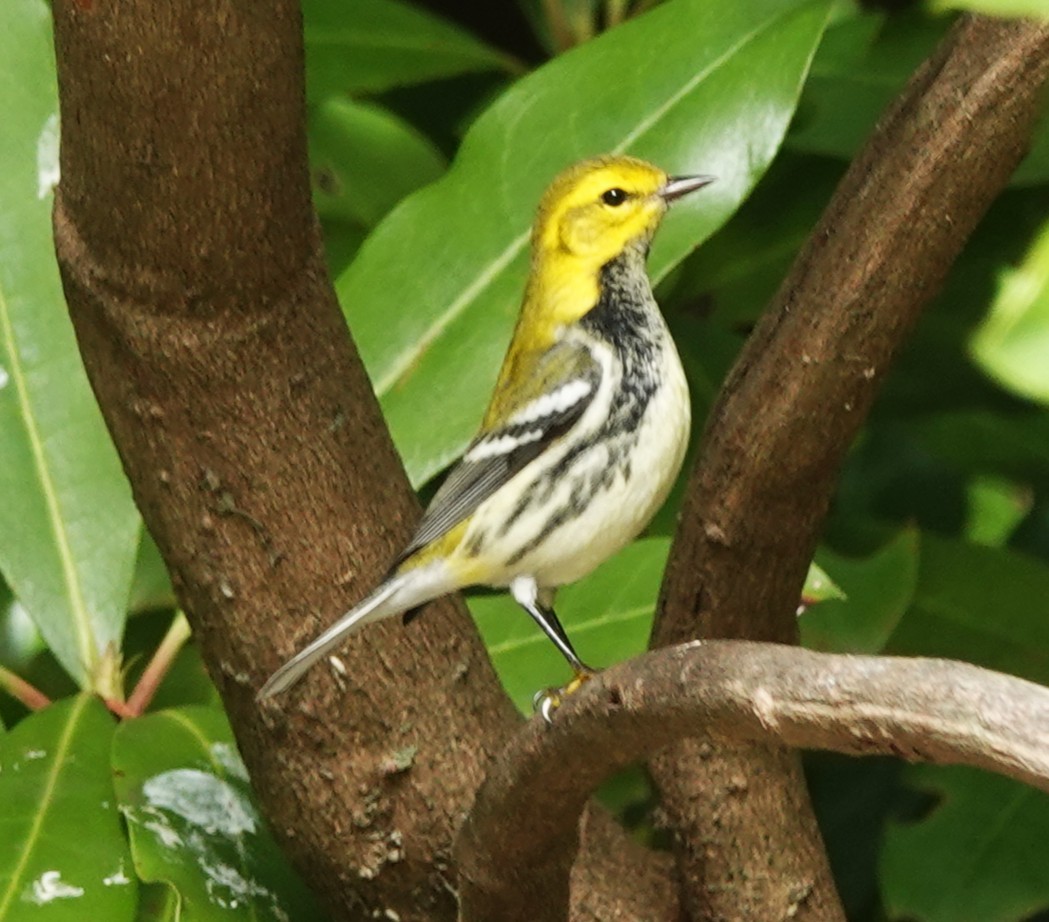 Black-throated Green Warbler - ML643542527