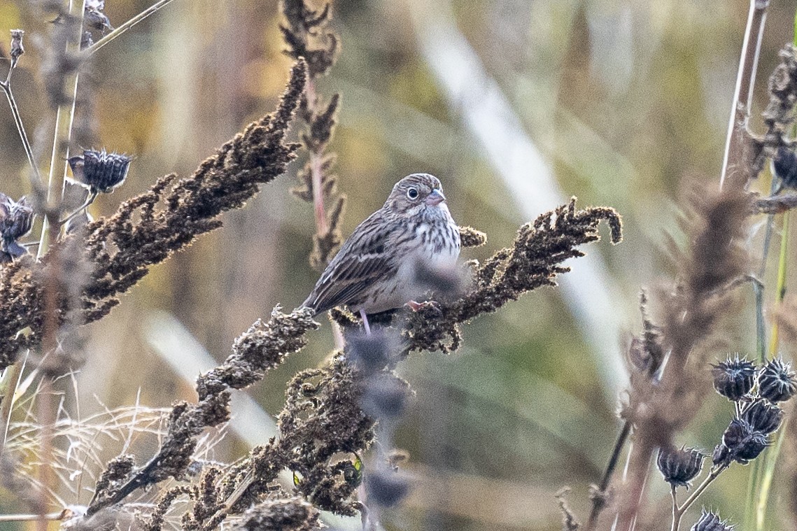 Vesper Sparrow - ML643542531