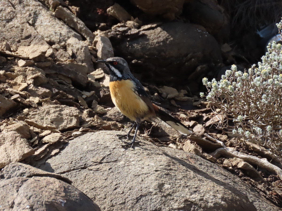 Drakensberg Rockjumper - ML643542532