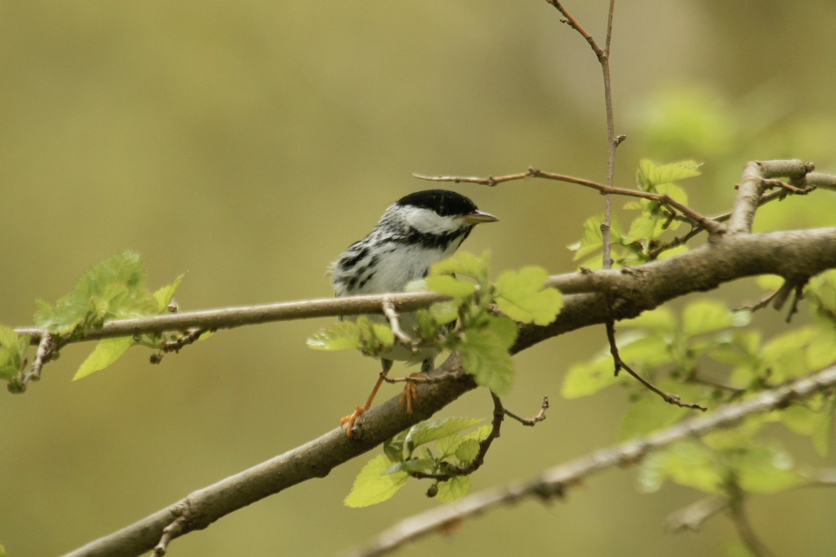 Blackpoll Warbler - ML643542539