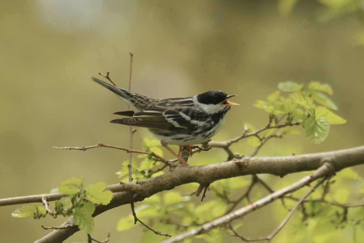 Blackpoll Warbler - ML643542540