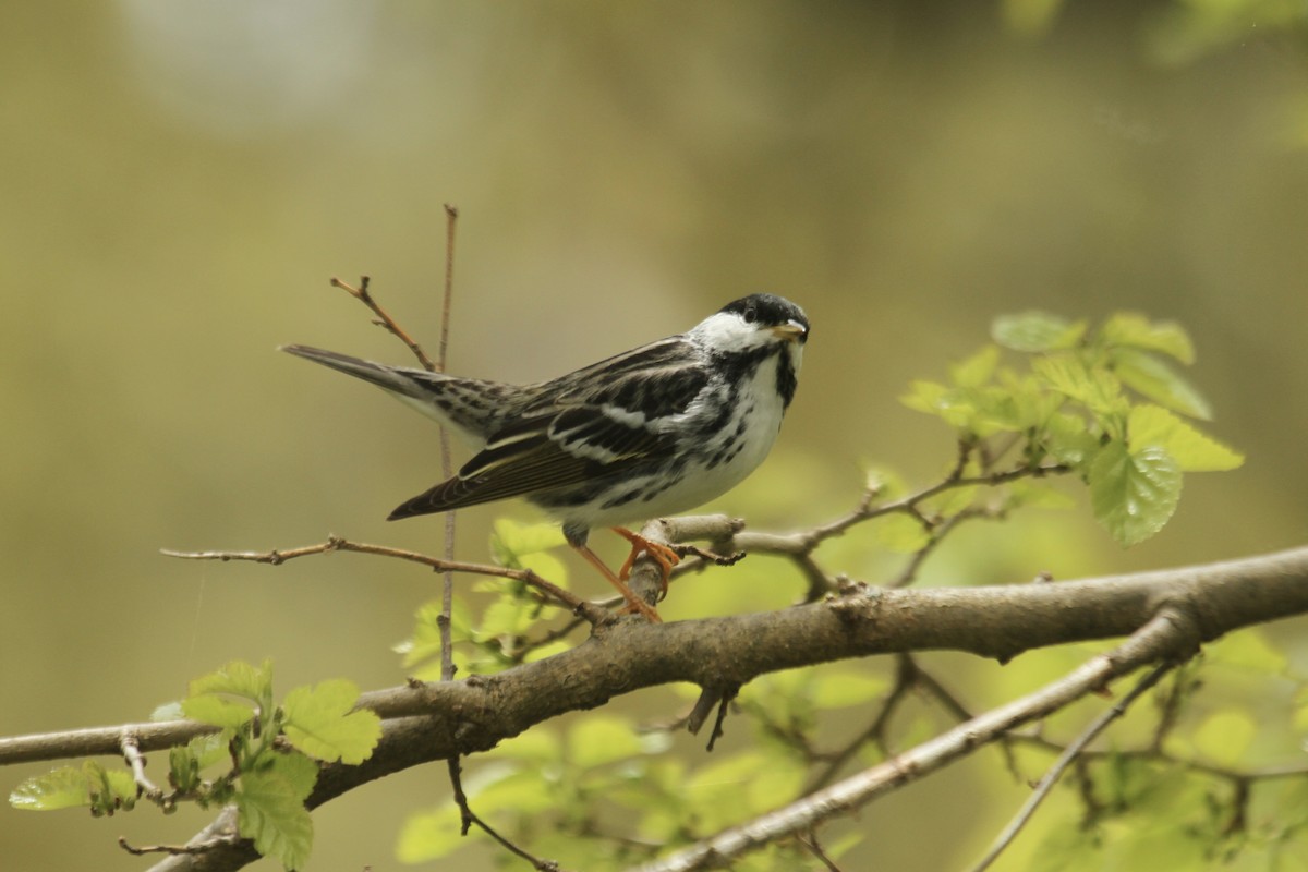 Blackpoll Warbler - ML643542541