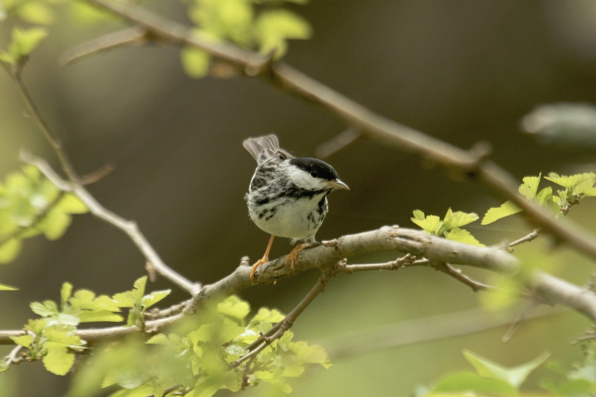 Blackpoll Warbler - ML643542542
