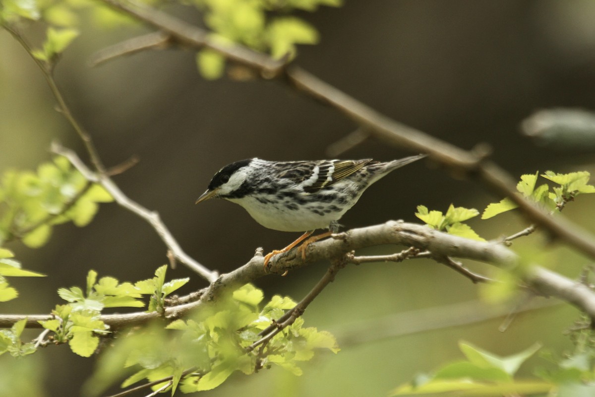 Blackpoll Warbler - ML643542544