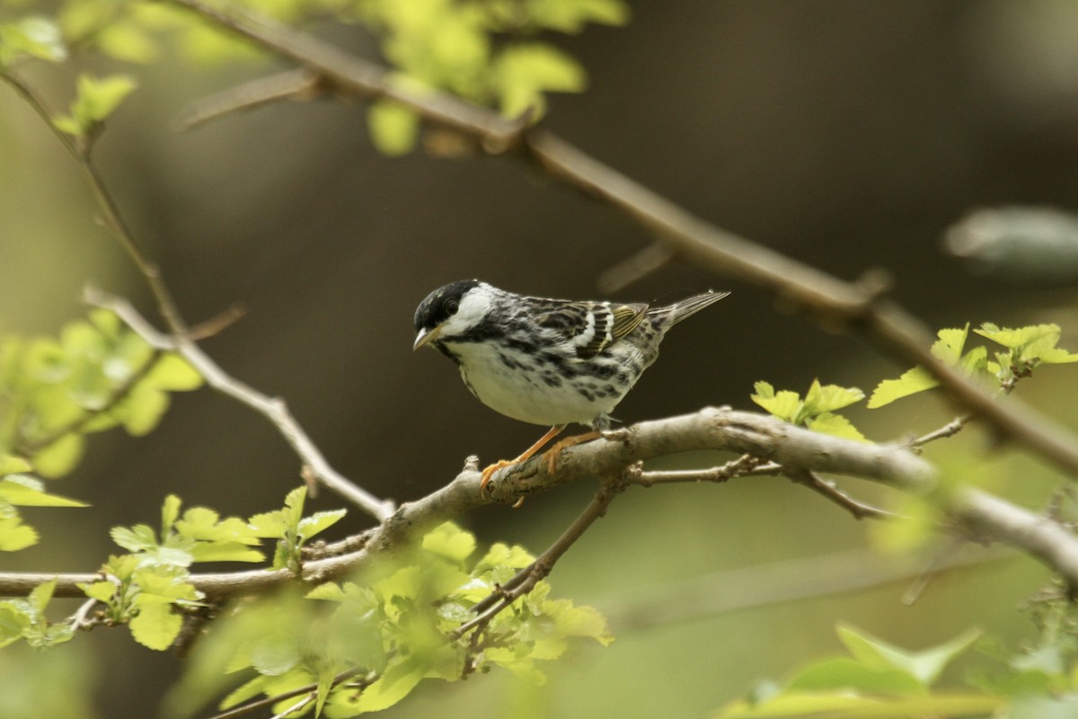 Blackpoll Warbler - ML643542546