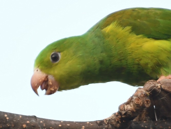 Plain Parakeet - ML643542556