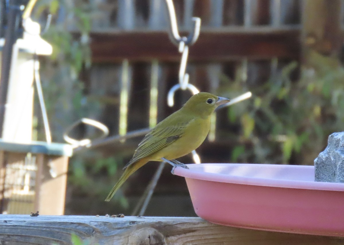 Summer Tanager - ML643542567