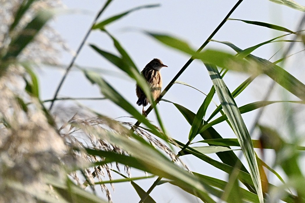 セッカ - ML643542572