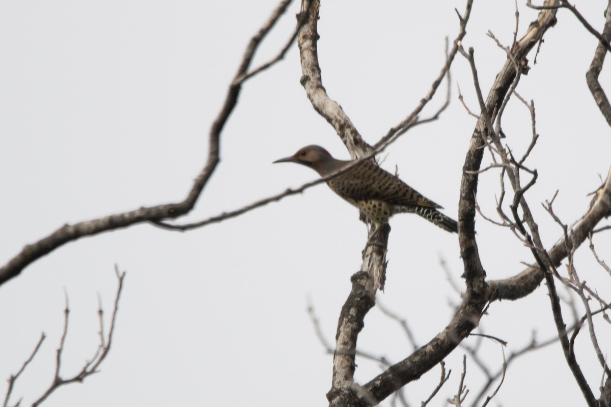 Northern Flicker (Yellow-shafted) - ML643542583