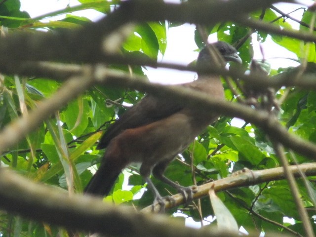 Rufous-vented Chachalaca - ML643542586