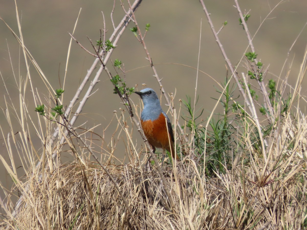 Sentinel Rock-Thrush - ML643542591