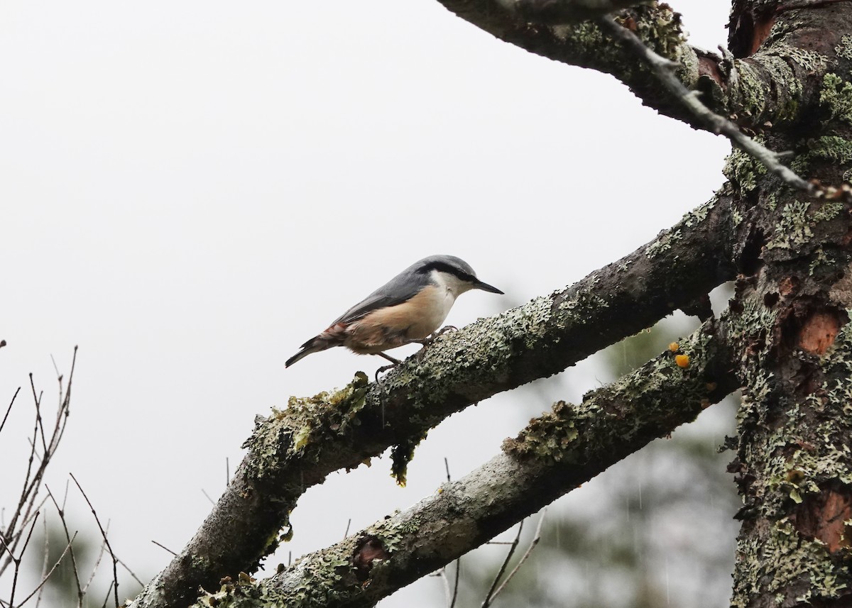 Garrapo eurasiarra - ML643542595