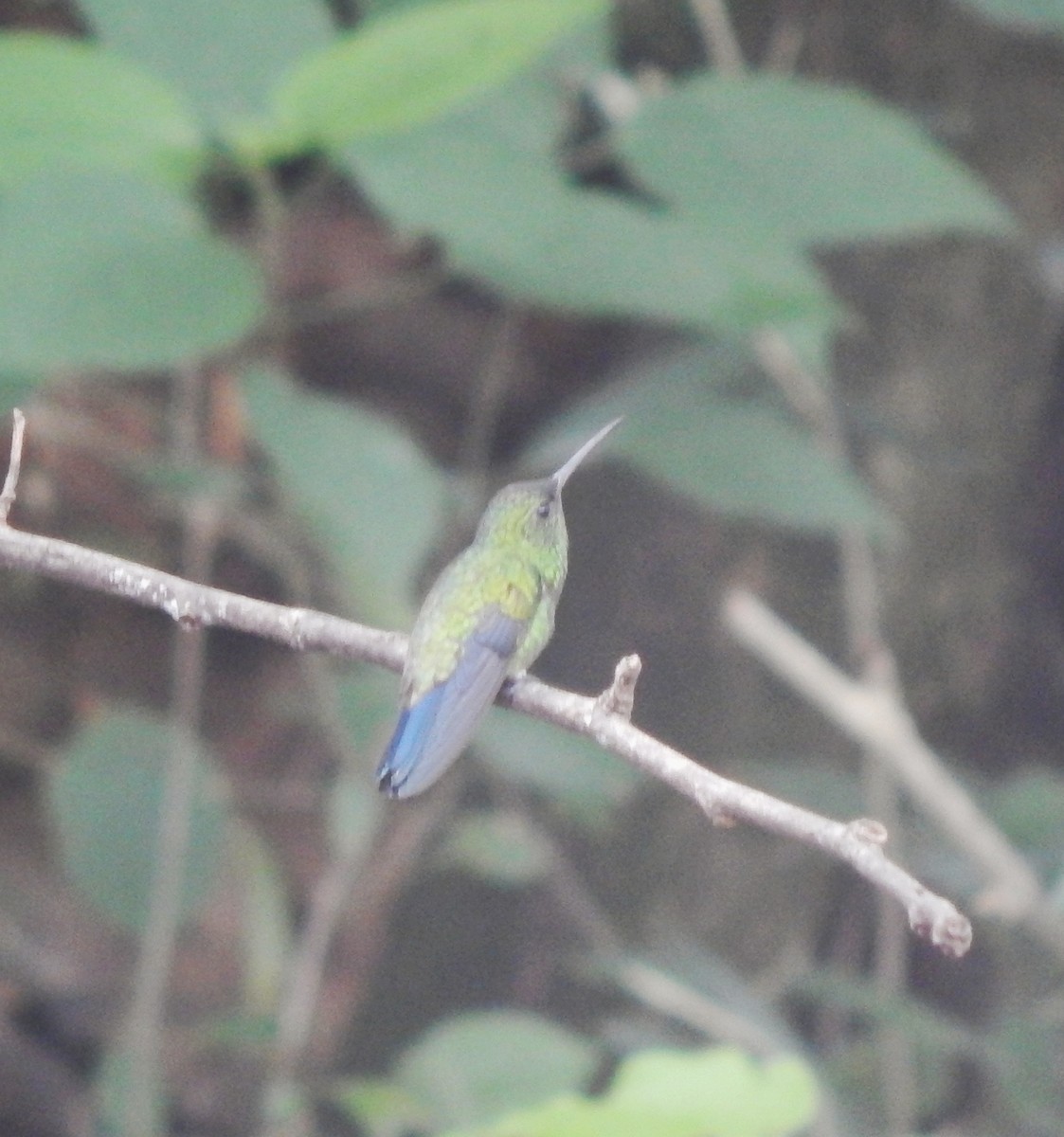 Copper-rumped Hummingbird - ML643542598