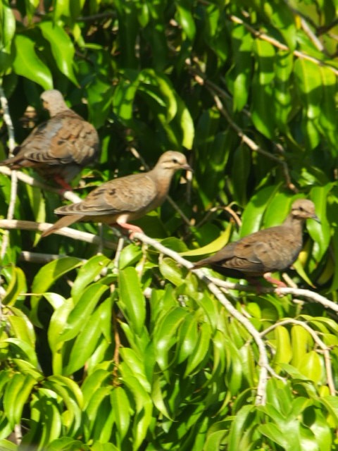 Eared Dove - ML643542611