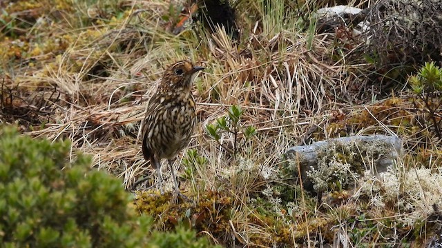 Stripe-headed Antpitta - ML643542612