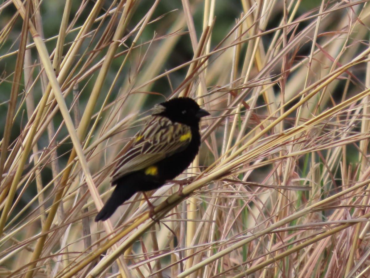 Yellow Bishop - ML643542622
