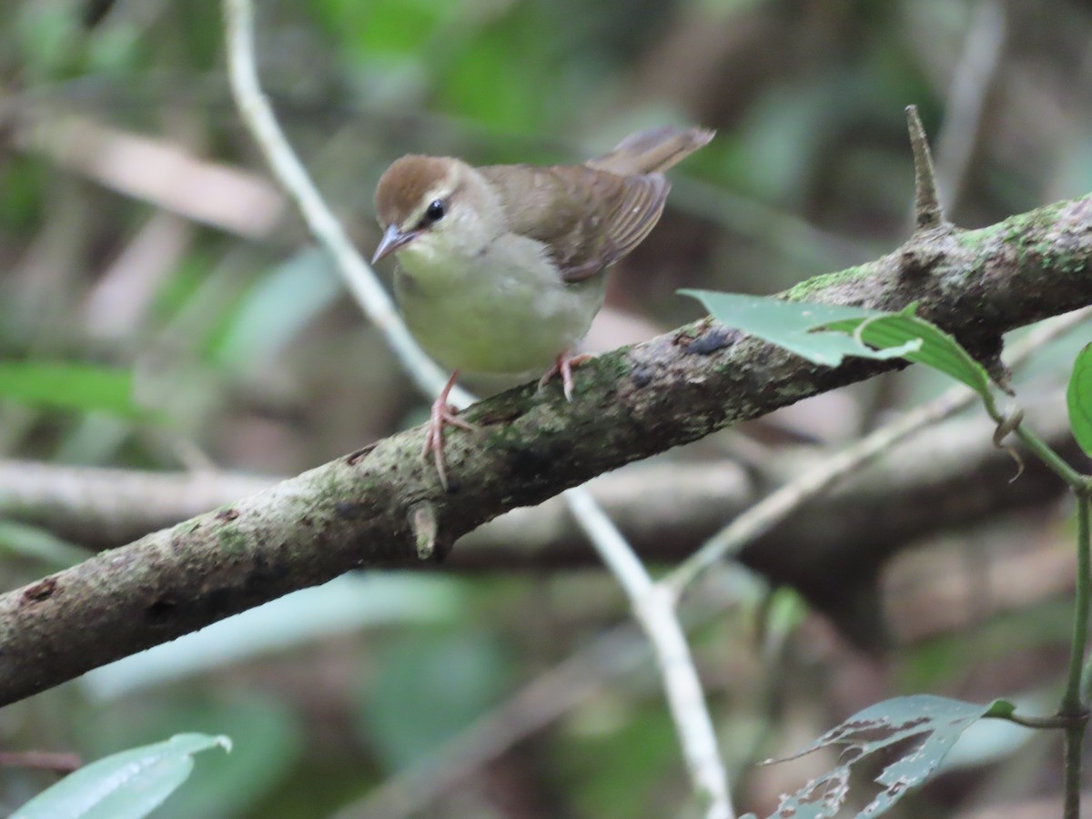 Swainson's Warbler - ML643542634
