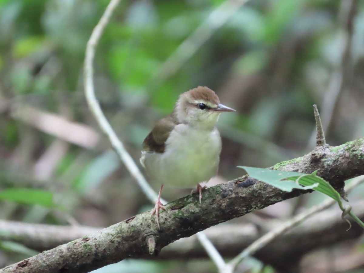 Swainson's Warbler - ML643542635