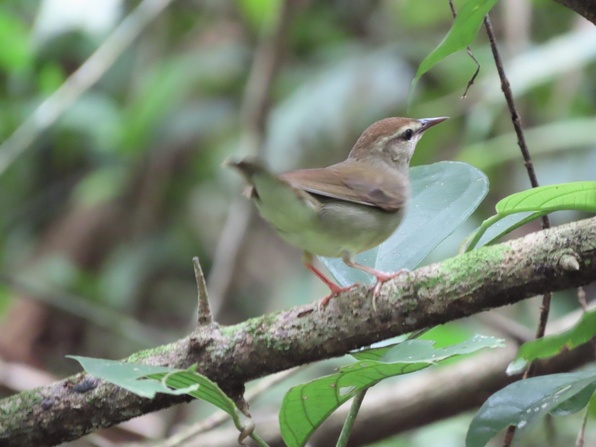 Swainson's Warbler - ML643542636